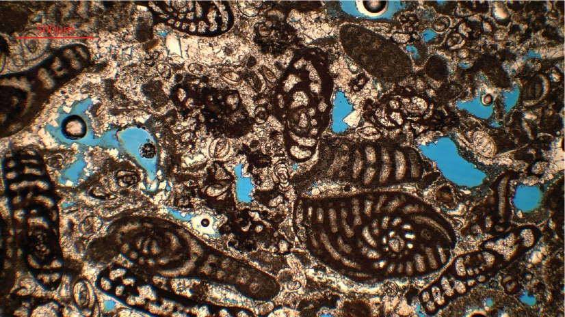 Forams