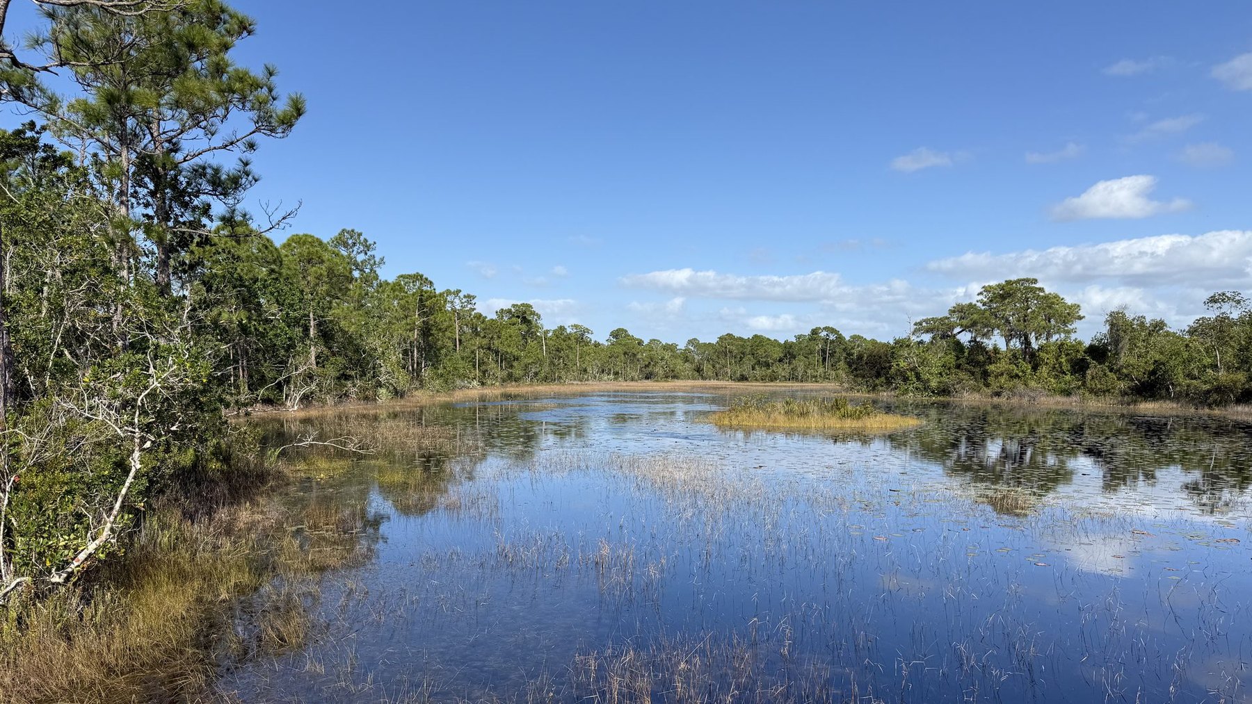 Wetland at Spruce Bluff Preserve, Florida