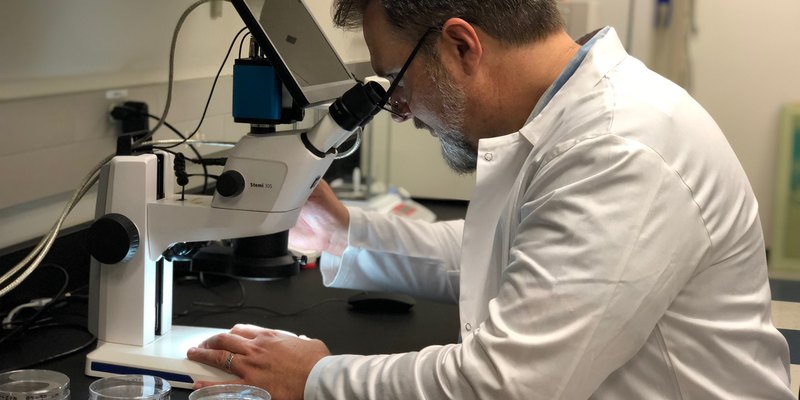 Charcoal analysis at a stereomicroscope