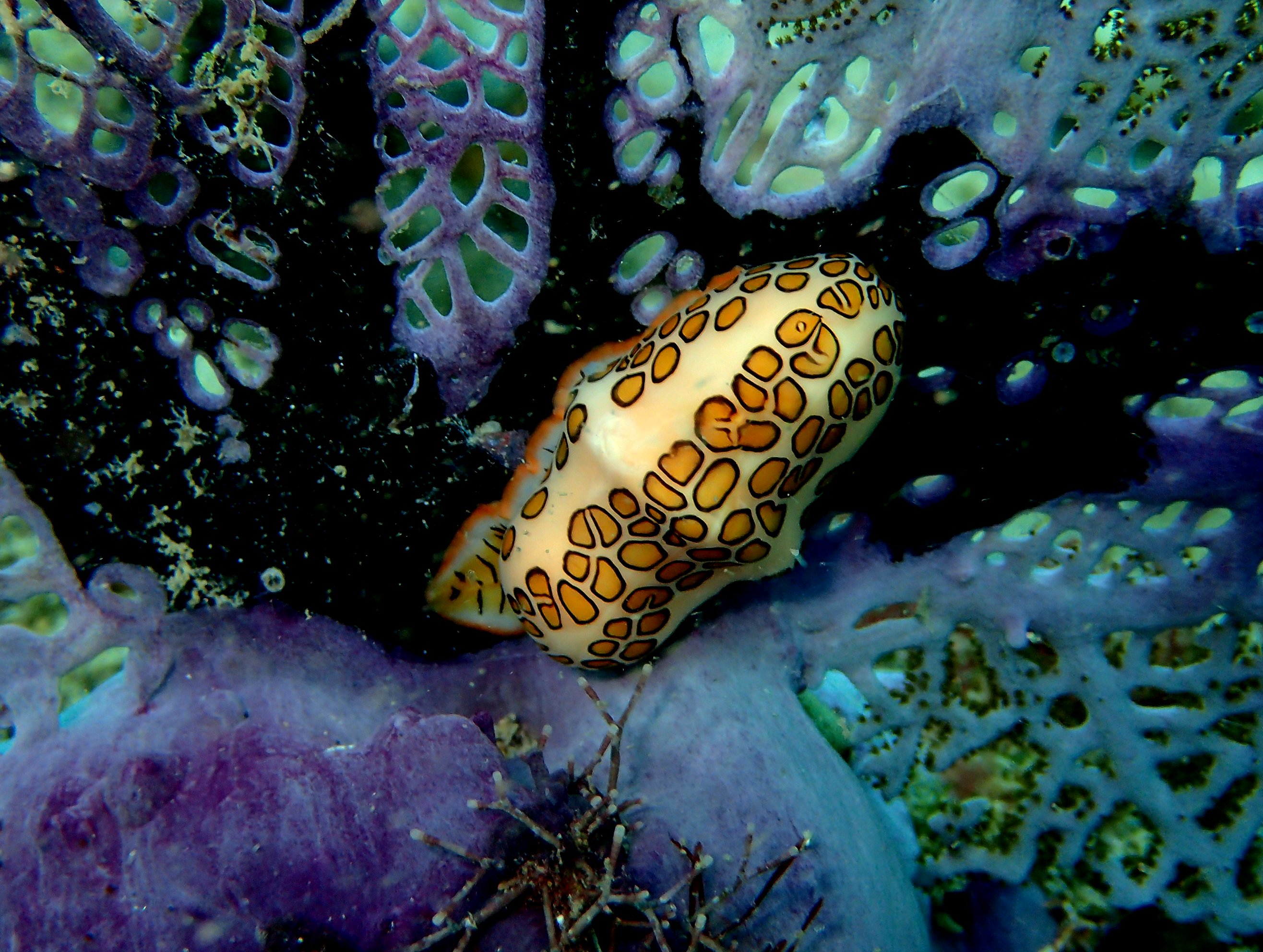 C. gibbosum