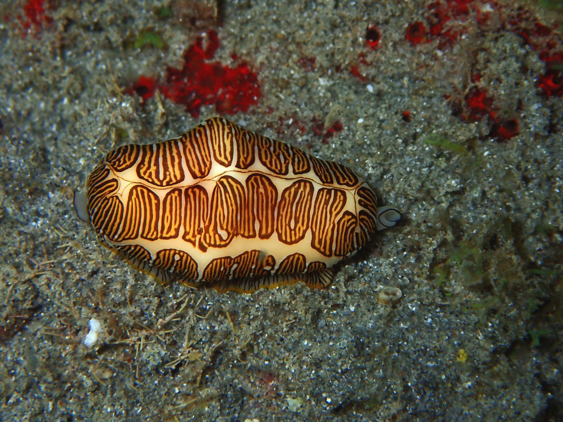 C. signatum
