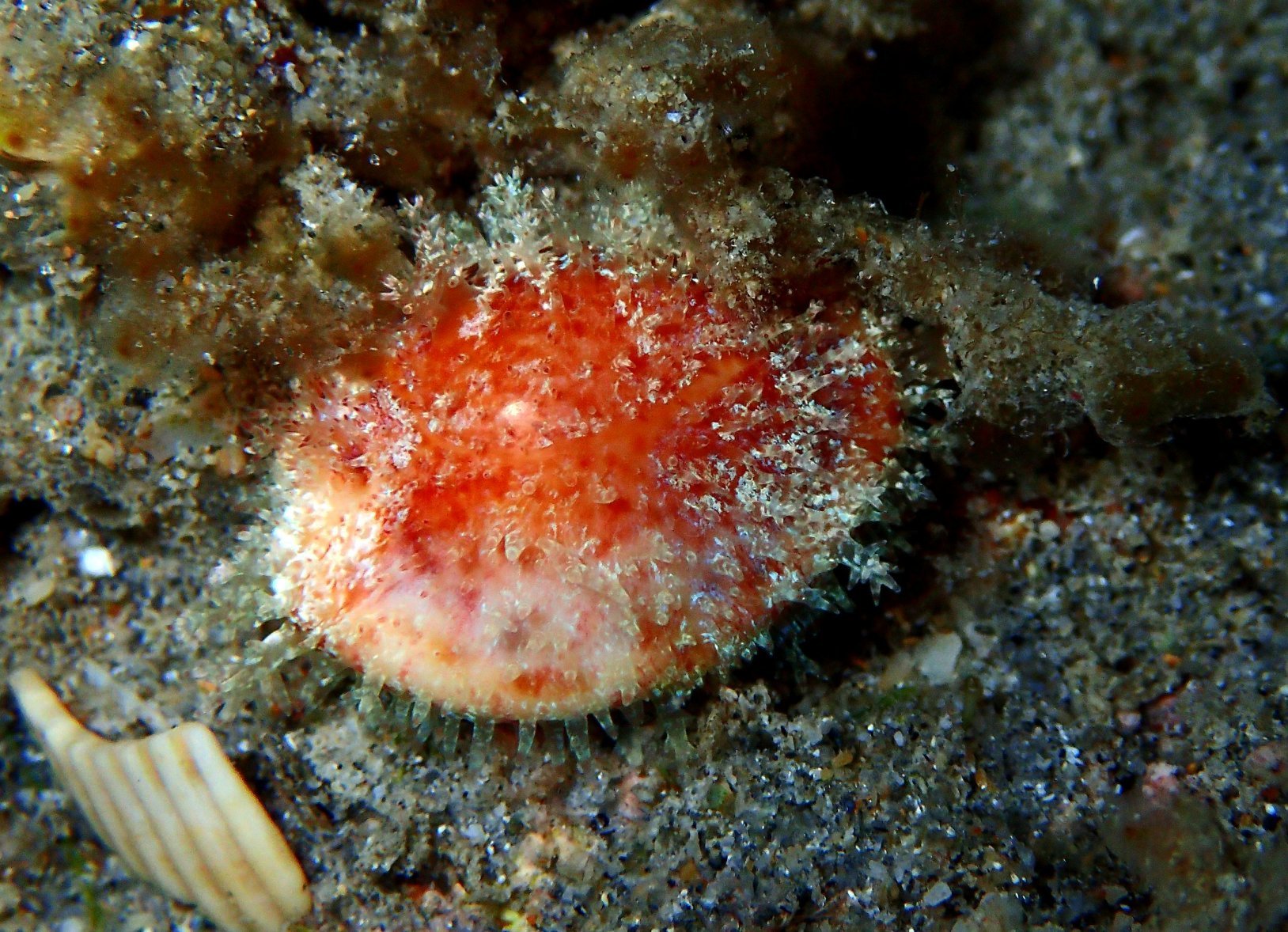 C. acucularia