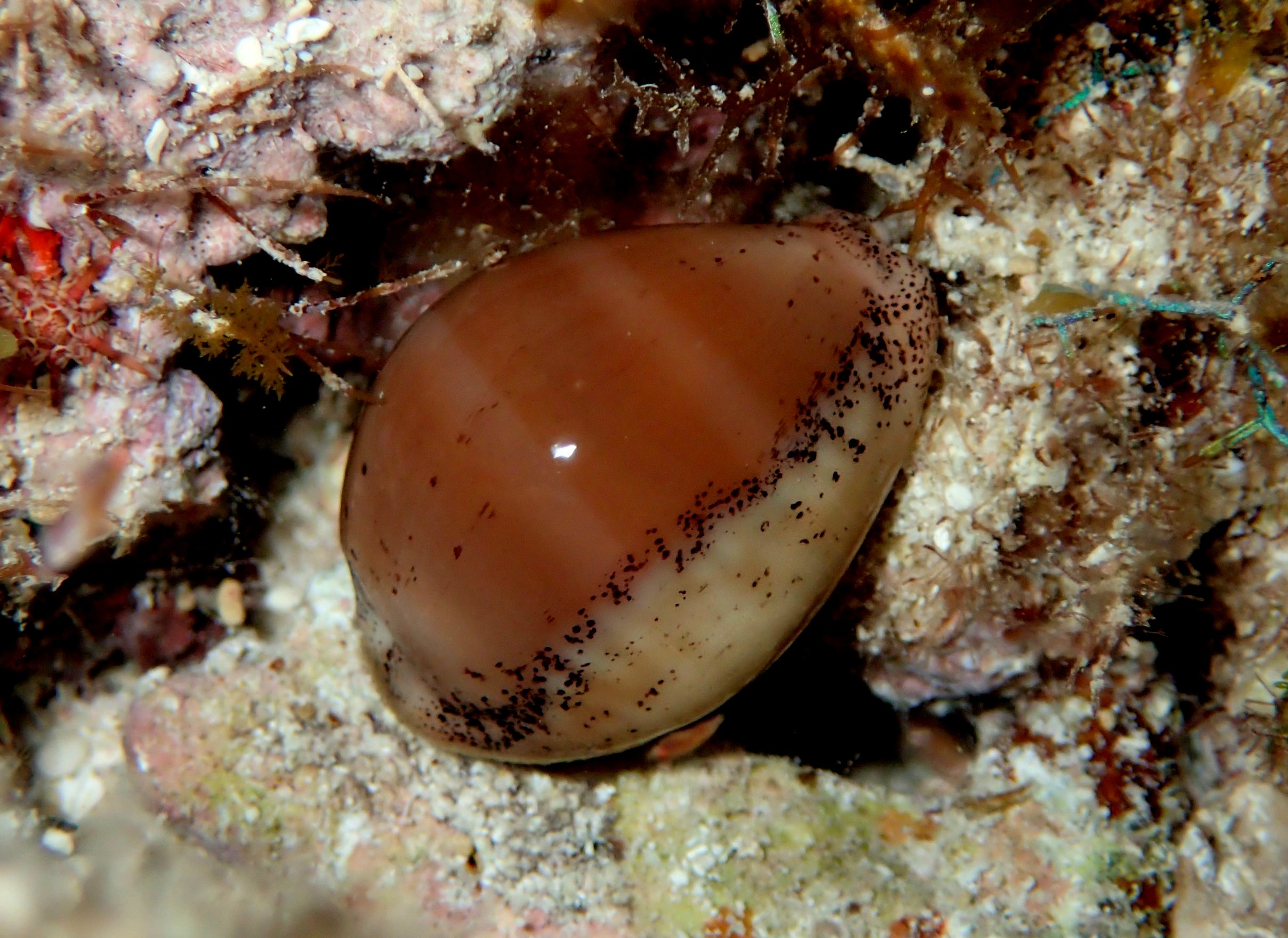 C. cinerea