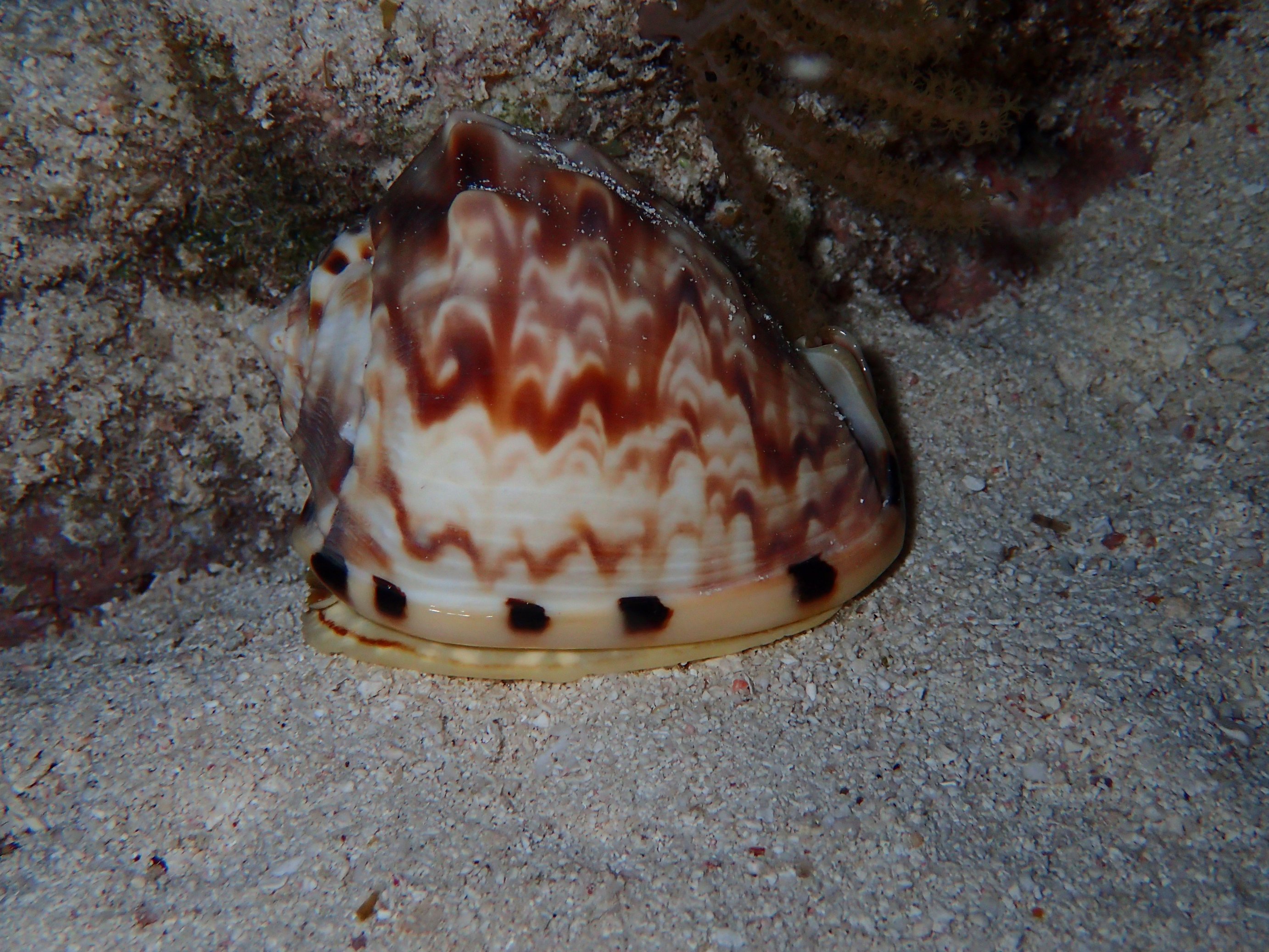 C. flammea