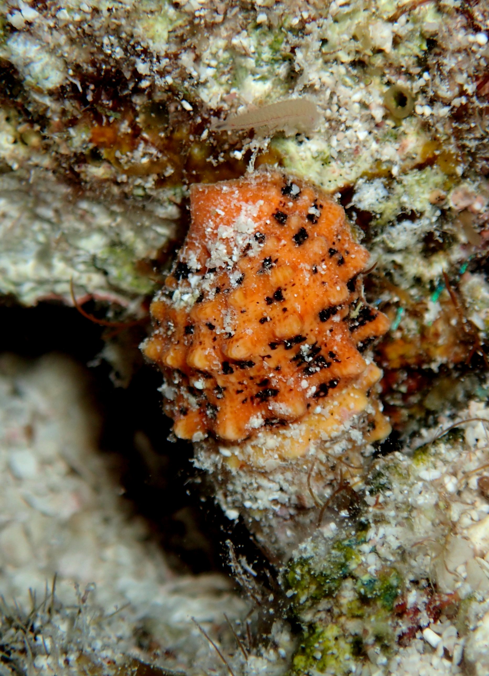 C. litteratum