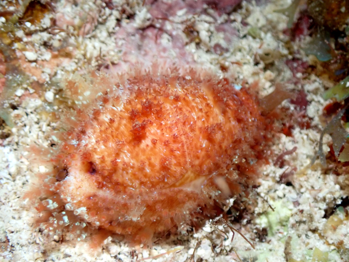 N acicularis