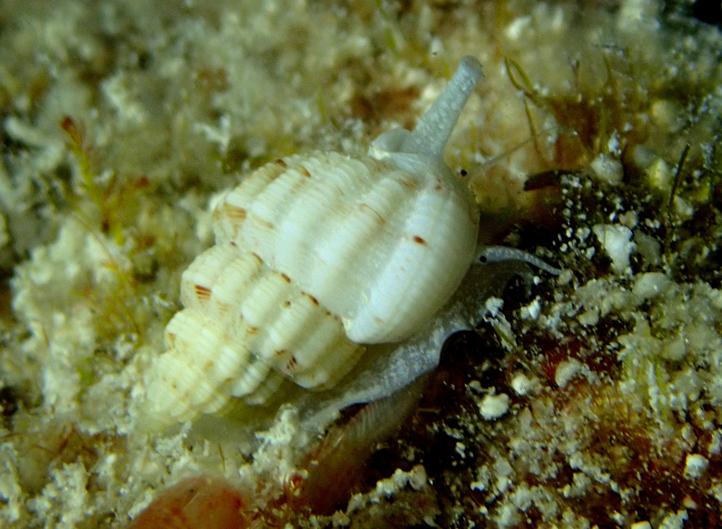 N. paucicostatus