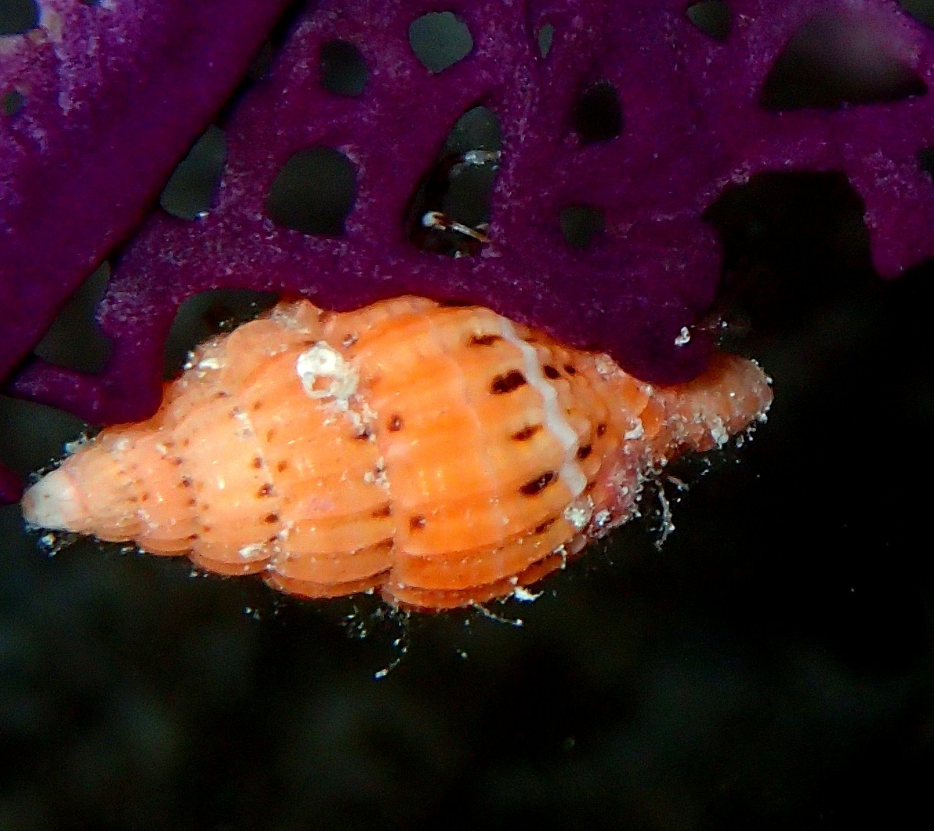 V. pulchellum