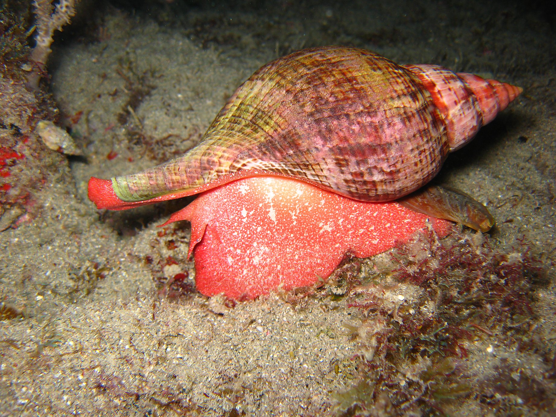 Fasciolaria